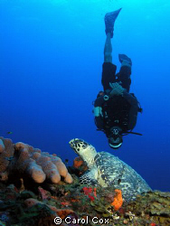 Divemaster with a turtle by Carol Cox 